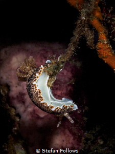 Long Weekend! Nudibranch - Chromodoris mandapamensis. Sam... by Stefan Follows 
